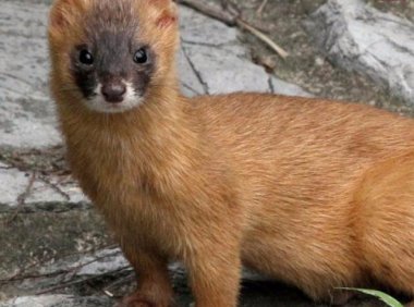 仙家讨封口那些事