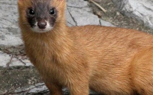 仙家讨封口那些事